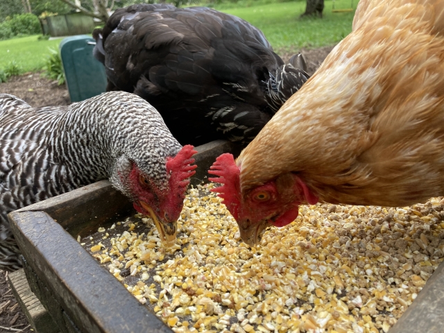 鶏たち