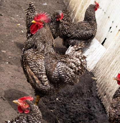 横斑プリマスロック