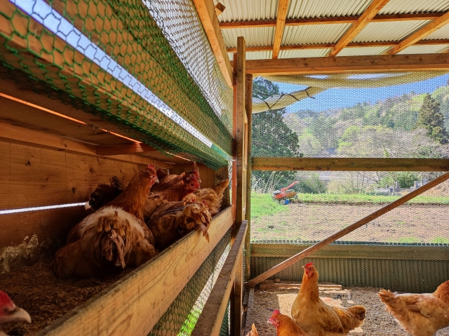 鶏舎2