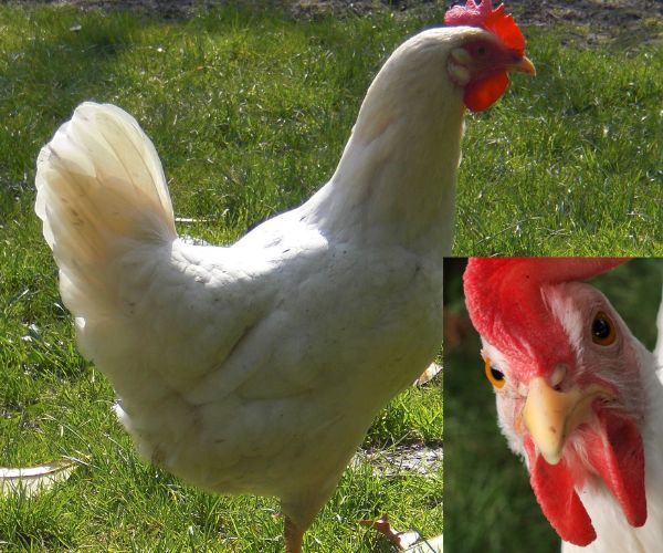 白色レグホーン